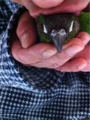 [Conure][ウロコインコ][ウロコインコ][インコ]くるみ（よだれはやめてー！）