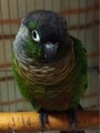 [Conure][ウロコインコ][ウロコインコ][インコ]くるみ（もふられて～）