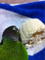 [Conure][ウロコインコ][ウロコインコ][インコ]くるみ（へっちゃん！）