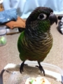 [Conure][ウロコインコ][ウロコインコ][インコ]くるみ（つーん）