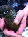 [Conure][ウロコインコ][ウロコインコ][インコ]くるみ（くちばしが見切れてるー！）