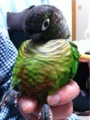 [Conure][ウロコインコ][ウロコインコ][インコ]くるみ（お腹写しちゃだめー！）