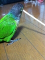 [Conure][ウロコインコ][ウロコインコ][インコ]くるみ（ご飯ちょーだいよっ！）