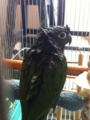 [Conure][ウロコインコ][ウロコインコ][インコ]くるみ（羽毛着てると汗ばむんだぁ！）