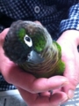 [Conure][ウロコインコ][ウロコインコ][インコ]くるみ（ガン見！）