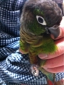 [Conure][ウロコインコ][ウロコインコ][インコ]くるみ（ガブッ！）