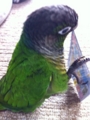 [Conure][ウロコインコ][ウロコインコ][インコ]くるみ（マグネットちゃん！）