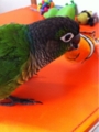 [Conure][ウロコインコ][ウロコインコ][インコ]くるみ（だから目玉取るんだって！）