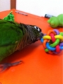 [Conure][ウロコインコ][ウロコインコ][インコ]くるみ（ボールちゃん！）