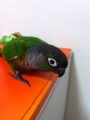 [Conure][ウロコインコ][ウロコインコ][インコ]くるみ（落ちたから取ってよー！）