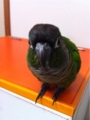 [Conure][ウロコインコ][ウロコインコ][インコ]くるみ（ピンナップにどーぞ）