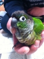 [Conure][ウロコインコ][ウロコインコ][インコ]くるみ（すっとぼけー）