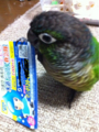 [Conure][ウロコインコ][ウロコインコ][インコ]くるみ（水道屋さんのアルバイト！）