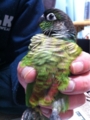 [Conure][ウロコインコ][ウロコインコ][インコ]くるみ（だんなひゃん！）