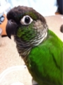 [Conure][ウロコインコ][ウロコインコ][インコ]くるみ（なーにー？）