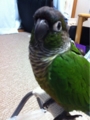 [Conure][ウロコインコ][ウロコインコ][インコ]くるみ（ぶりっ子しよーっと）