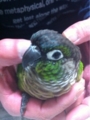 [Conure][ウロコインコ][ウロコインコ][インコ]くるみ（頭なでなでなでしこ）