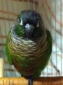 [Conure][ウロコインコ][ウロコインコ][インコ]くるみ（久しぶりに眠いもふ）