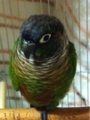 [Conure][ウロコインコ][ウロコインコ][インコ]くるみ（起きるのやーだもふ）