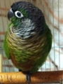 [Conure][ウロコインコ][ウロコインコ][インコ]くるみ（そっぽ向いとこう）