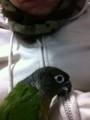 [Conure][ウロコインコ][ウロコインコ][インコ]くるみ（ファスナーガブっ）