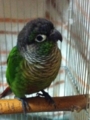 [Conure][ウロコインコ][ウロコインコ][インコ]くるみ（けふも雨なり）