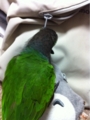 [Conure][ウロコインコ][ウロコインコ][インコ]くるみ（仲良しになろー！）