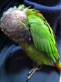 [Conure][ウロコインコ][ウロコインコ][インコ]くるみ（3月11日は甘えていい日なのー！）