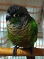 [Conure][ウロコインコ][ウロコインコ][インコ]くるみ（ぶーが遅いのっ！）