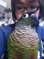 [Conure][ウロコインコ][ウロコインコ][インコ]くるみ（ででーん）