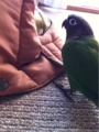 [Conure][ウロコインコ][ウロコインコ][インコ]くるみ（くーも頭にかぶりたいなぁ）