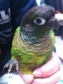 [Conure][ウロコインコ][ウロコインコ][インコ]くるみ（楽でいいわぁ）