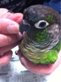 [Conure][ウロコインコ][ウロコインコ][インコ]くるみ（ポイントは右足かな）