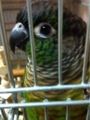 [Conure][ウロコインコ][ウロコインコ][インコ]くるみ（潤んだ瞳がかわいいって？）