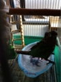 [Conure][ウロコインコ][ウロコインコ][インコ]くるみ（入浴シーン、撮るなぁぁ！）