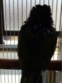 [Conure][ウロコインコ][ウロコインコ][インコ]くるみ（私は誰でしょう？）