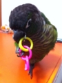 [Conure][ウロコインコ][ウロコインコ][インコ]くるみ（目玉ちゃんだっ！）