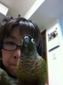 [Conure][ウロコインコ][ウロコインコ][インコ]くるみ（センターはくるみ！）