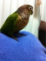 [Conure][ウロコインコ][ウロコインコ][インコ]くるみ（地震あったから…）