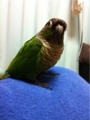 [Conure][ウロコインコ][ウロコインコ][インコ]くるみ（恐いなぁ）