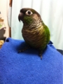 [Conure][ウロコインコ][ウロコインコ][インコ]くるみ（だんなひゃんのそばから離れんとこう）