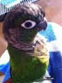 [Conure][ウロコインコ][ウロコインコ][インコ]くるみ（首がこったー！）