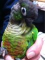 [Conure][ウロコインコ][ウロコインコ][インコ]くるみ（満足満足）