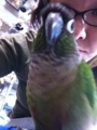 [Conure][ウロコインコ][ウロコインコ][インコ]くるみ（何、ガメラ？）