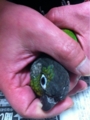 [Conure][ウロコインコ][ウロコインコ][インコ]くるみ（抜け出すんです！）