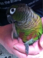 [Conure][ウロコインコ][ウロコインコ][インコ]くるみ（余裕だね！）