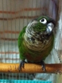 [Conure][ウロコインコ][ウロコインコ][インコ]くるみ（上の空）