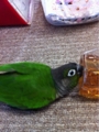 [Conure][ウロコインコ][ウロコインコ][インコ]くるみ（麦茶飲みたいのー！）