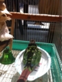 [Conure][ウロコインコ][ウロコインコ][インコ]くるみ（プール日和！）