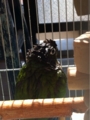 [Conure][ウロコインコ][ウロコインコ][インコ]くるみ（下がうるさいよー）